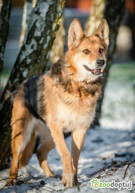 SABA - mądra, kochana sunia szuka domu już za długo, ADOPTUJ