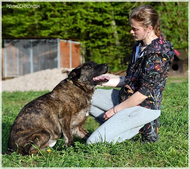 Tyson - tak wiele cech ma ten łobuz / pokochasz go