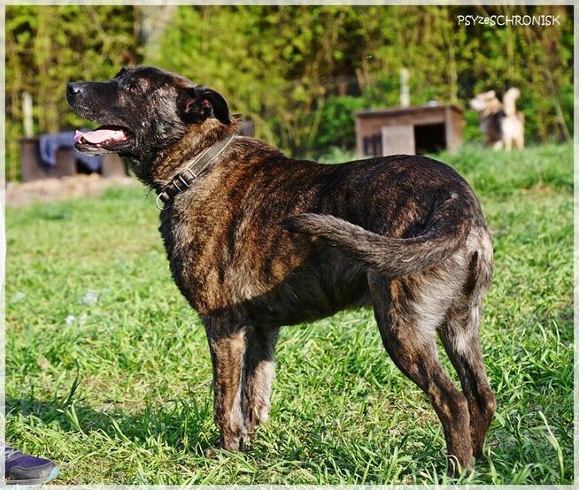 Tyson - tak wiele cech ma ten łobuz / pokochasz go