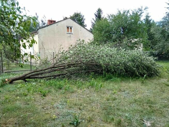 Odam za darmo drzewo owocowe w Milanówku