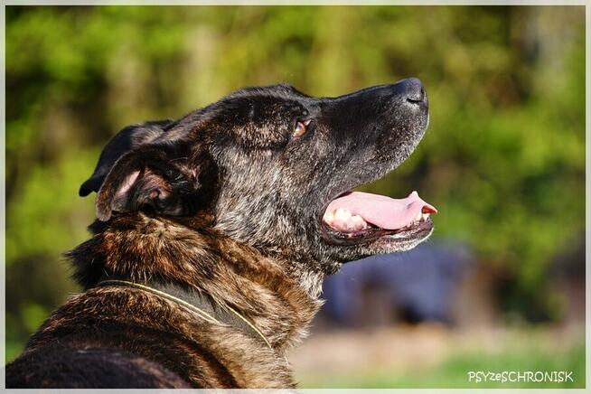 Tyson - tak wiele cech ma ten łobuz / pokochasz go