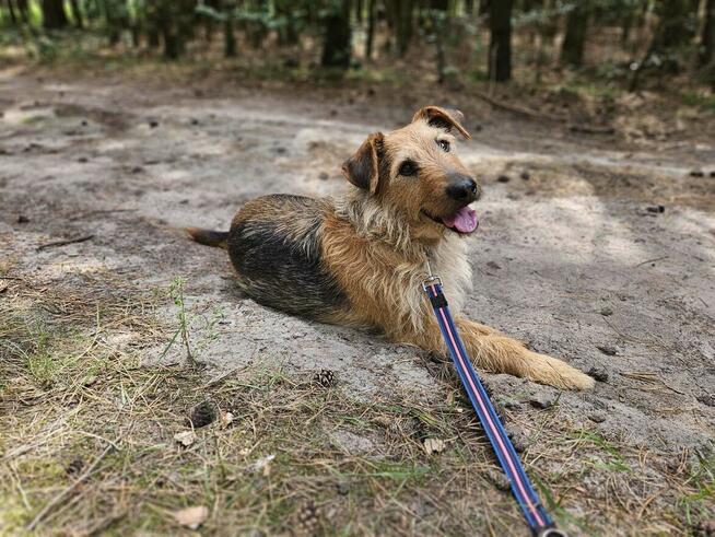 Cudowny psiak kochający ludzi nad życie BŁAGA o domek