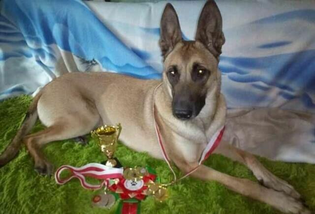 Owczarek belgijski malinois FCI