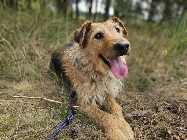 Kochany proludzi psiak szukam kochającego domku