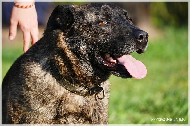 Tyson - tak wiele cech ma ten łobuz / pokochasz go