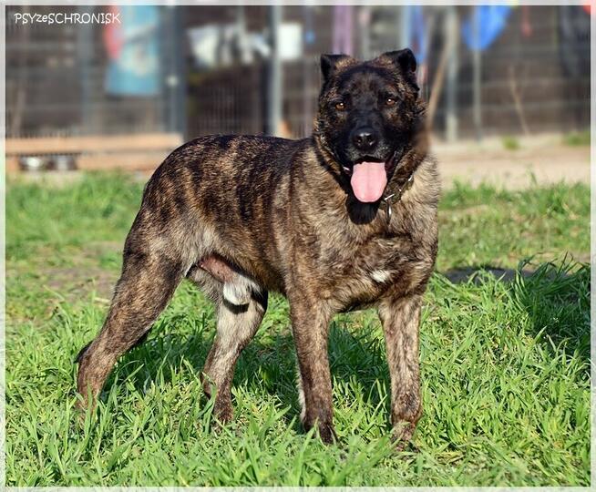 Tyson - tak wiele cech ma ten łobuz / pokochasz go