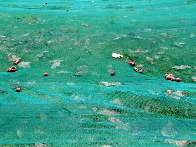 Siatka do nasion, szyszek, orzechów, owoców 4mx8m (64g/m2)