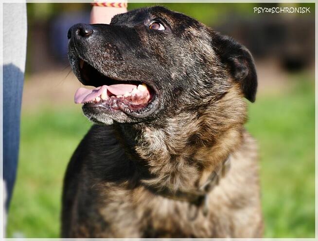 Tyson - tak wiele cech ma ten łobuz / pokochasz go