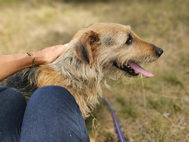 Proludzi psiak kochający ludzi marzy o domku pełnym miłości
