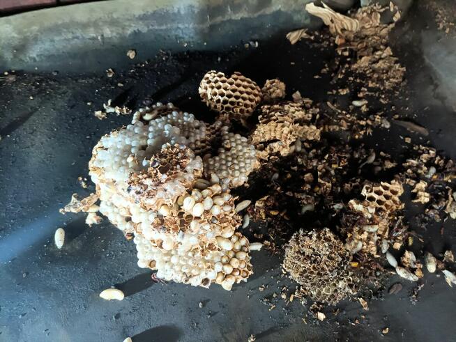 Usuwanie gniazd owadów