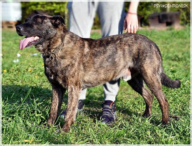 Tyson - tak wiele cech ma ten łobuz / pokochasz go