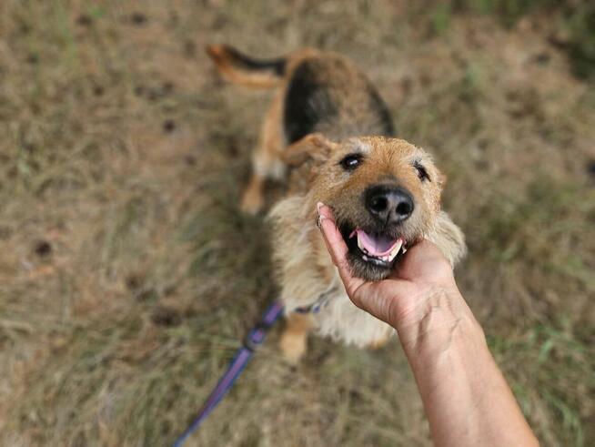 Prze kochany proludzi psiak poleca się do adopcji