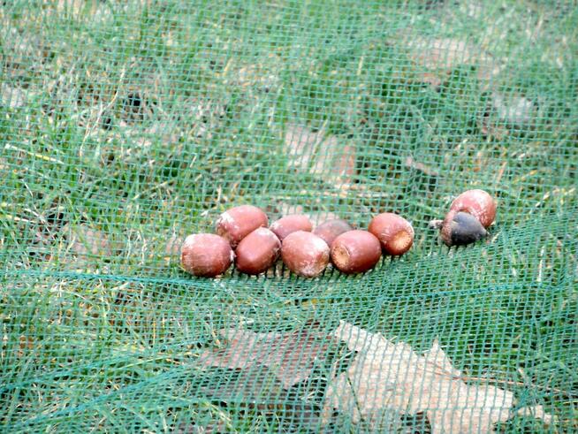 Siatka do nasion, szyszek, orzechów, owoców 12mx12m (64g/m2)