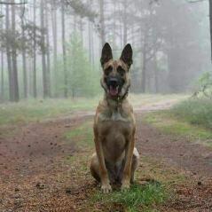 Owczarek belgijski malinois FCI