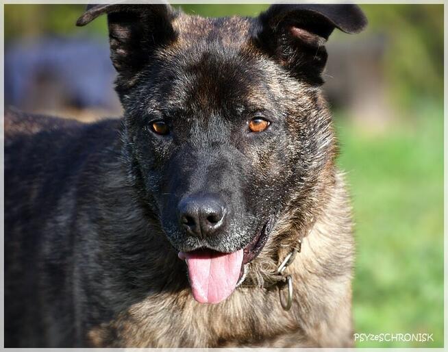 Tyson - tak wiele cech ma ten łobuz / pokochasz go