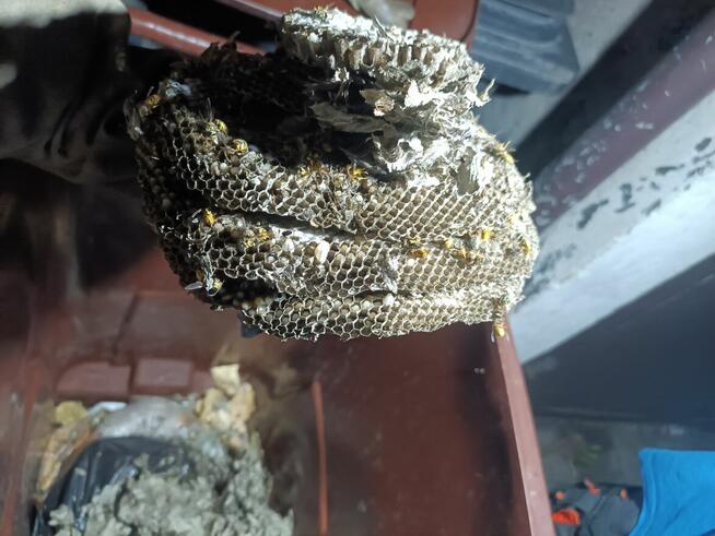 Usuwanie gniazd owadów