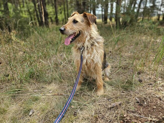 Prze kochany proludzi psiak poleca się do adopcji
