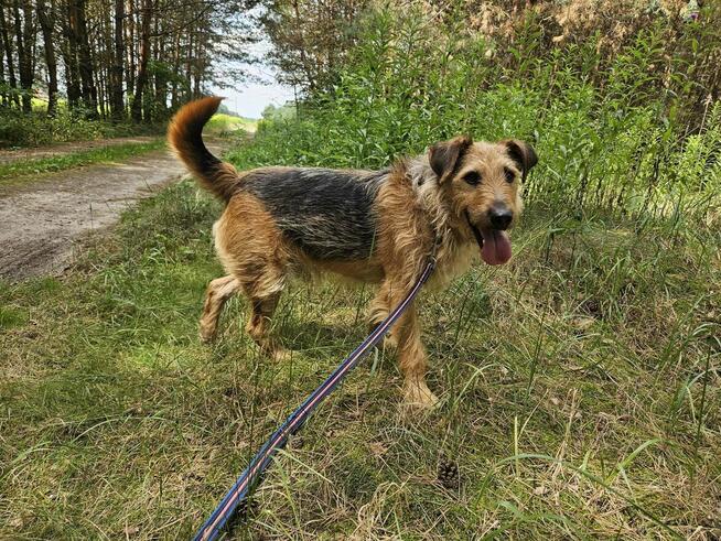 Prze kochany proludzi psiak poleca się do adopcji