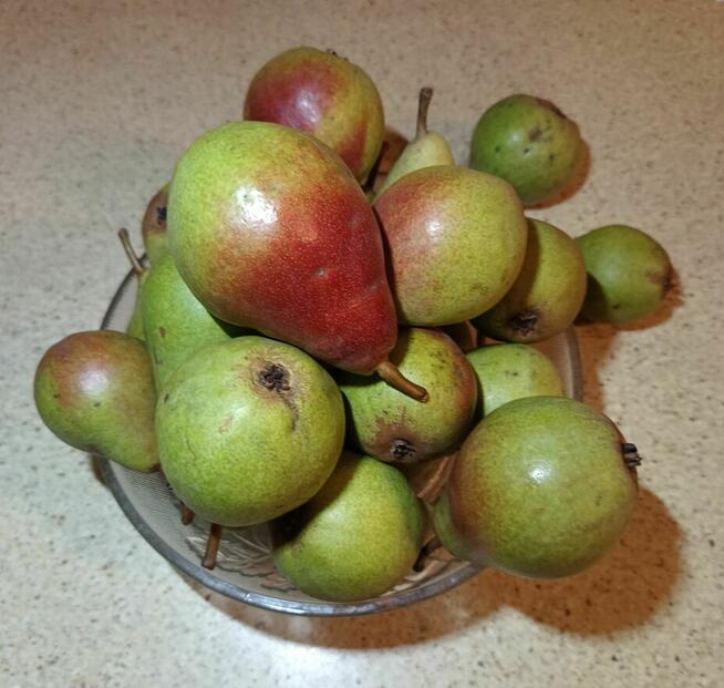 Gruszki klapsa z naszego sadu cena od 1,50 -2 zł.