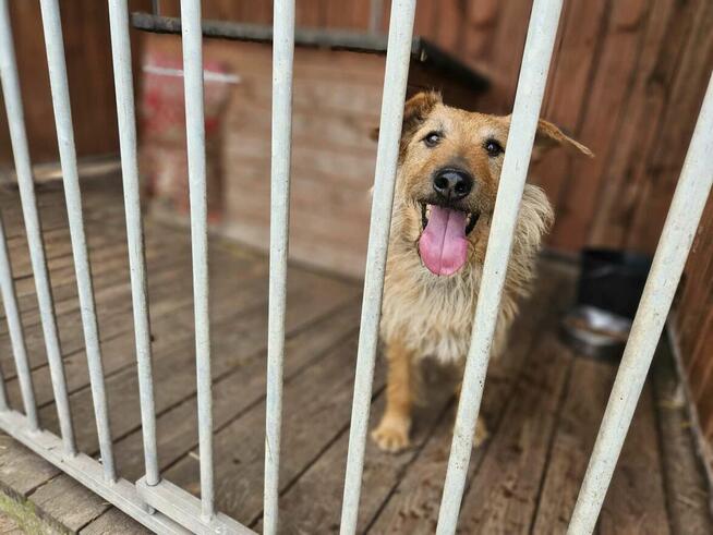 Prze kochany proludzi psiak poleca się do adopcji