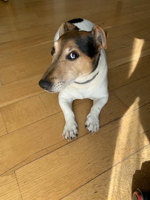 Jack Russell terrier SZUKA TOWARZYSZA