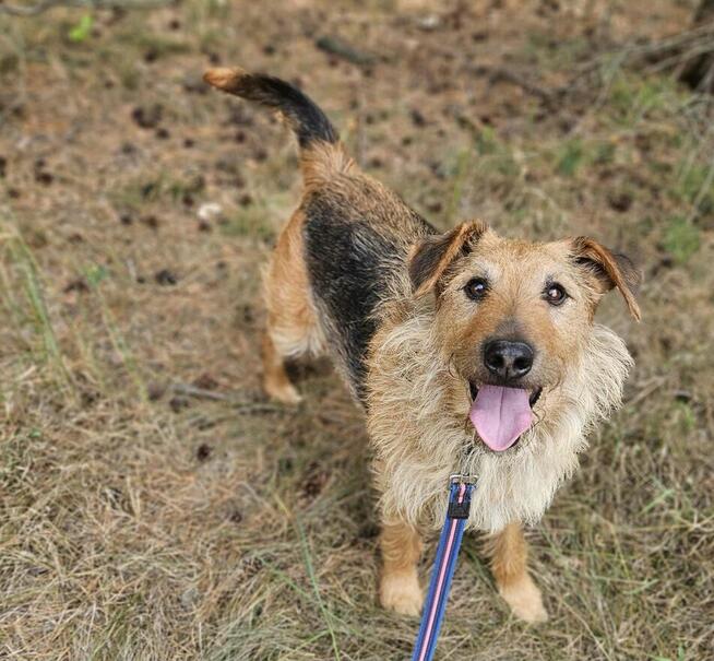 Cudowny psiak kochający ludzi nad życie BŁAGA o domek