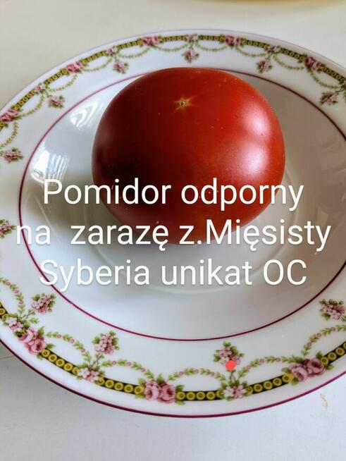 Balkonowe Cudo Pomidor rosyjski kolekcja Nasiona