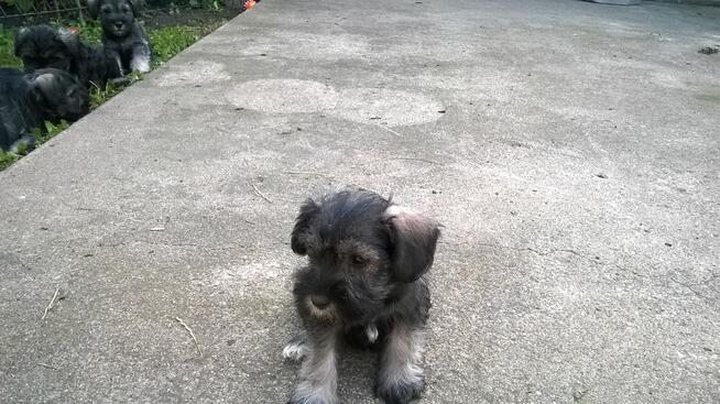 sznaucer miniaturowy, sznaucer miniatura