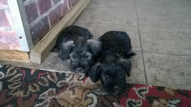 sznaucer miniaturowy, sznaucer miniatura