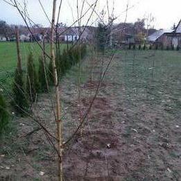 Sprzedam działkę budowlaną