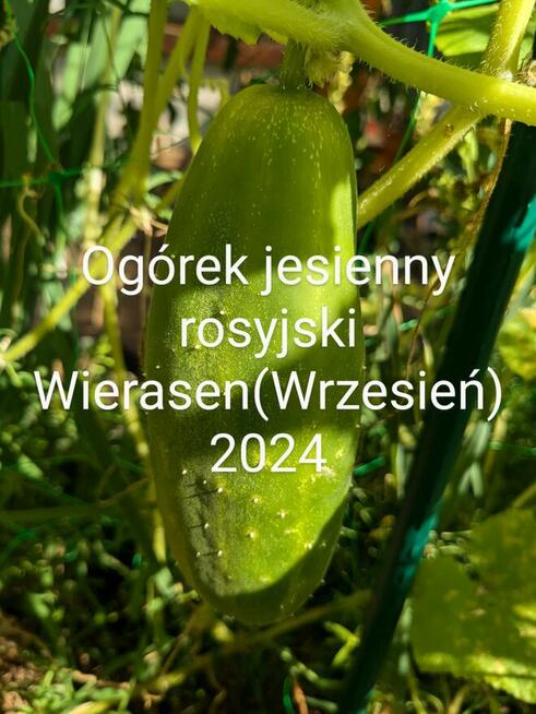 Balkonowe Cudo Pomidor rosyjski kolekcja Nasiona