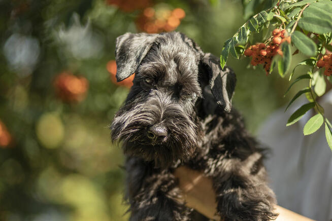 Sznaucer miniaturowy czarny