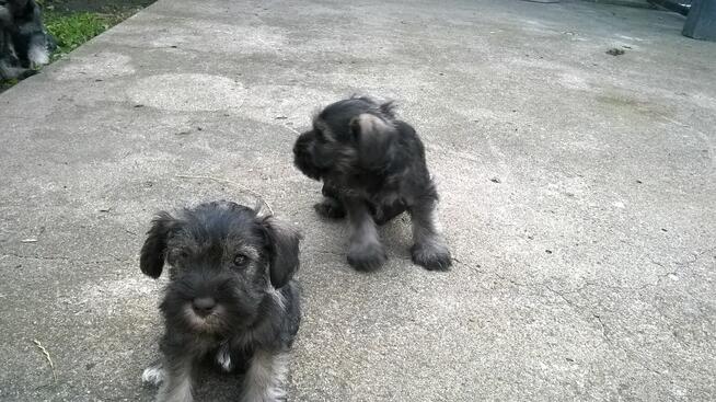 sznaucer miniaturowy, sznaucer miniatura