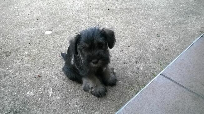 sznaucer miniaturowy, sznaucer miniatura