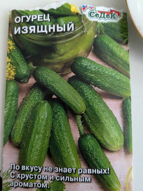 Ogórek rosyjski Palczik Gruziński odporny kolekcjonerskie