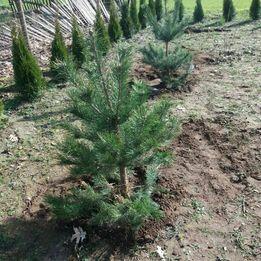 Sprzedam działkę budowlaną