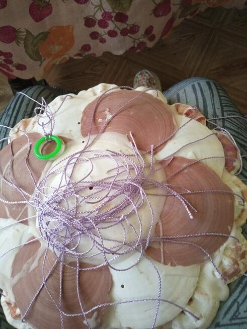 Wymienię muszle morskie