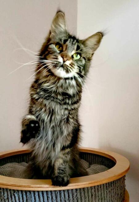 Kotka Maine Coon z rodowodem Fife FPL-U