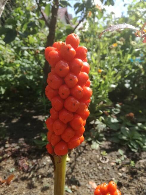 Obrazki włoskie, Arum italicum- rzadki gatunek