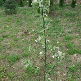 Sprzedam działkę budowlaną