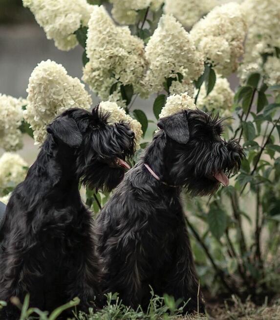 Sznaucer miniaturowy czarny