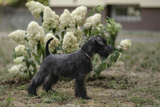 Sznaucer miniaturowy czarny