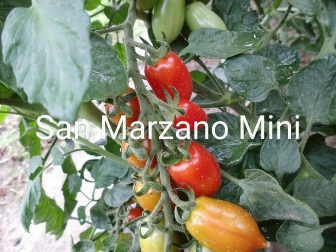 Pomidor San Marzano Mini Nasiona kolekcjonerskie