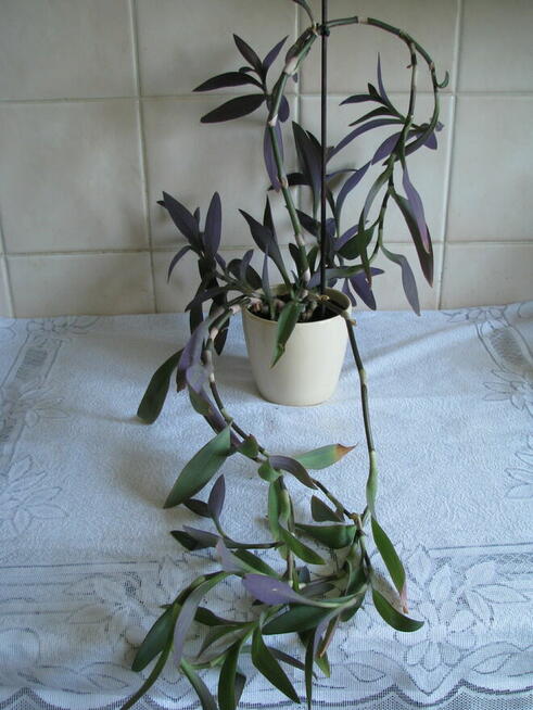 Trzykrotka purpurowa, tradeskancja, fioletowa roślinka