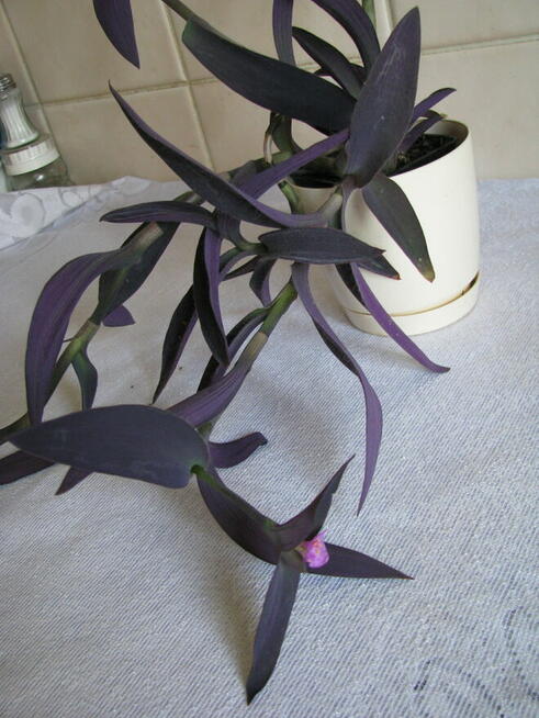 Trzykrotka purpurowa, tradeskancja, fioletowa roślinka