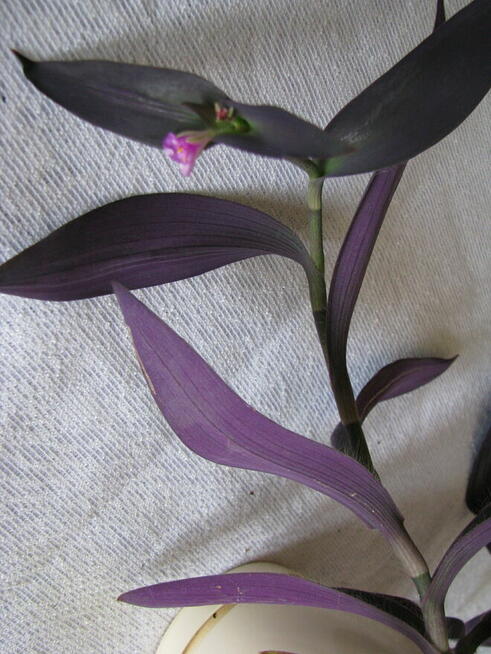 Trzykrotka purpurowa, tradeskancja, fioletowa roślinka