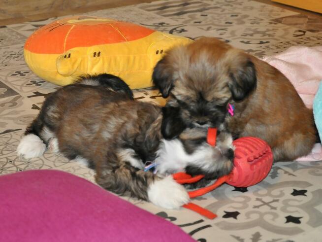 Terier Tybetański szczenięta z Helmowego Jaru ( FCI )