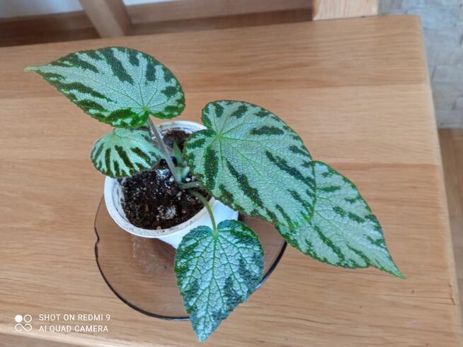 Begonia Silver Jewel-begonia zebra
