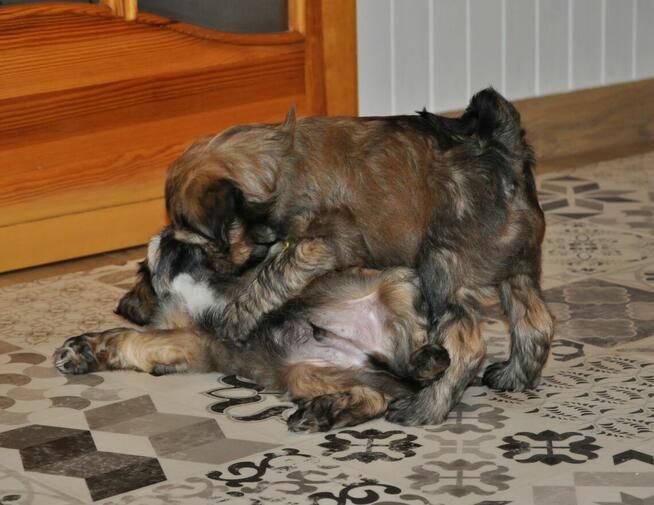 Terier Tybetański szczenięta z Helmowego Jaru ( FCI )