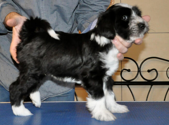 Terier Tybetański szczenięta planowany miot